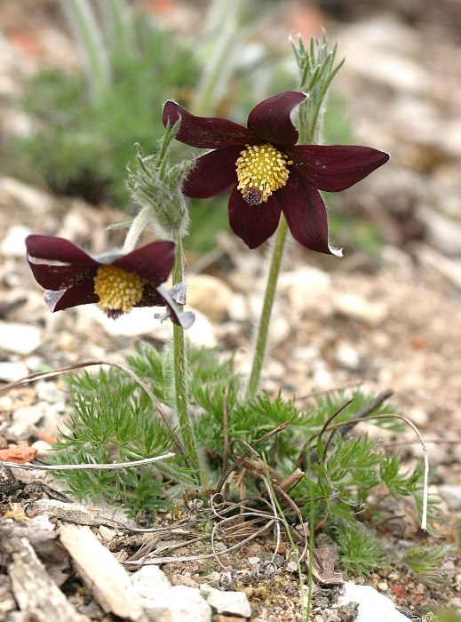 Pulsatilla rubra var. rubra f. nigella