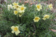 Pulsatilla albana