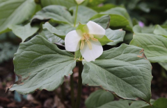 Trillium flexipes