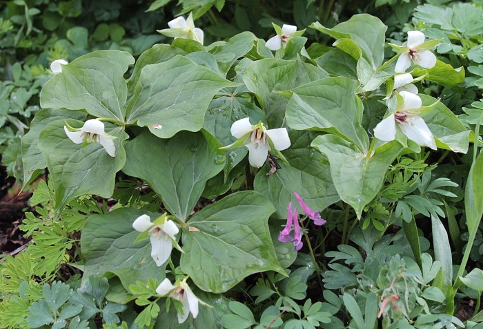 Trillium erectum 'Album'