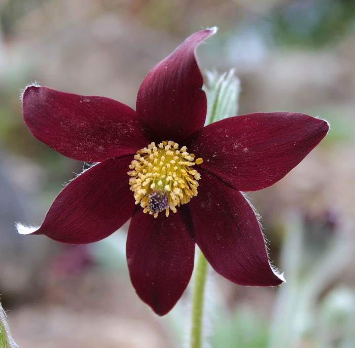 Pulsatilla rubra var. rubra f. nigella