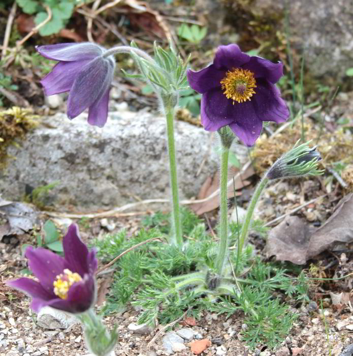 Pulsatilla vulgaris var. costeana