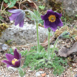 Pulsatilla vulgaris var. costeana