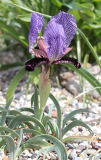 Iris paradoxa