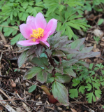 Paeonia corsica