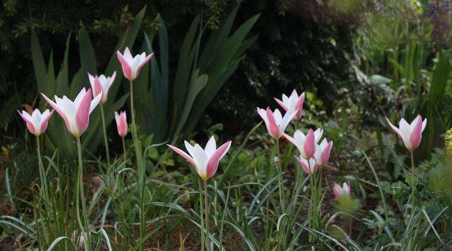 Tulipa clusiana