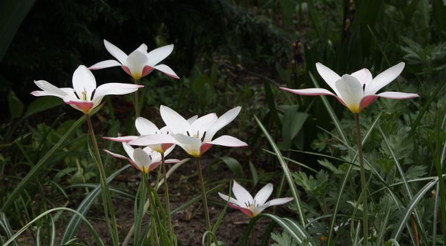 Tulipa clusiana