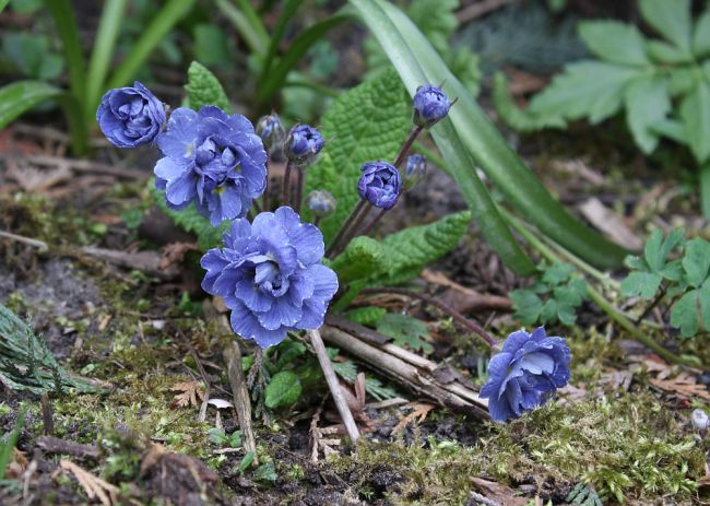 Primula vulgaris EUGENE