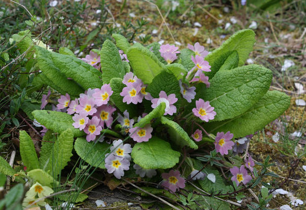 Primula vulgaris Absaat