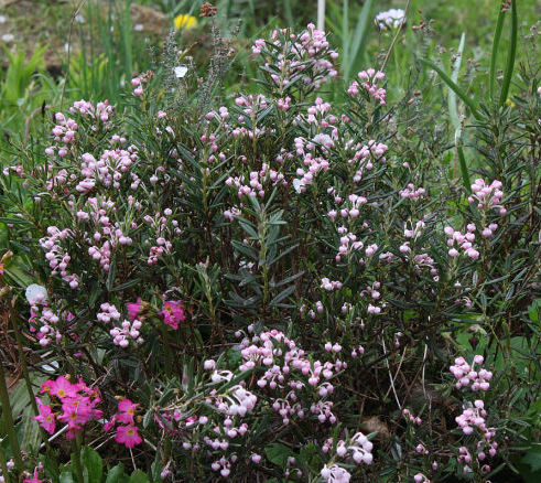 Andromeda polifolia NANA COMPACTA