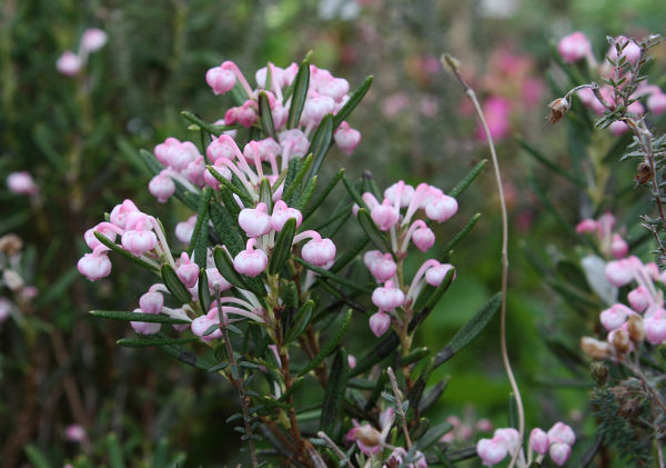 Andromeda polifolia NANA COMPACTA