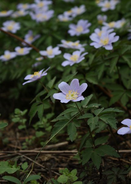 Anemone nemorosa ROBINSONIANA