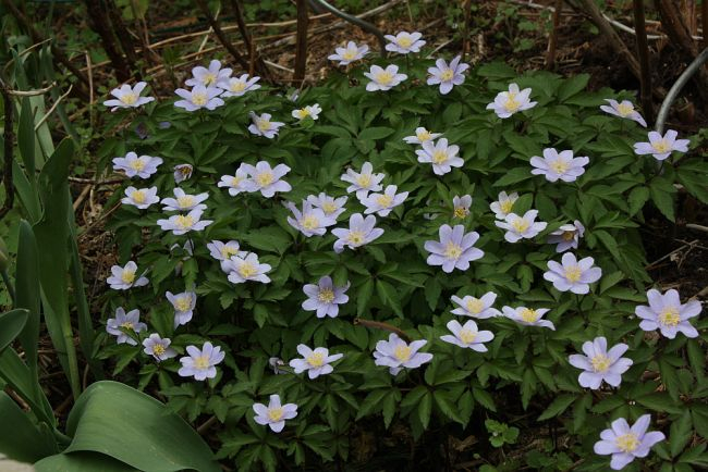 Anemone nemorosa ROBINSONIANA