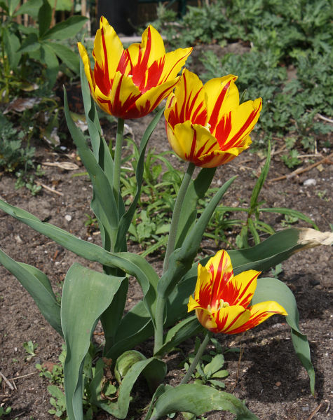 Tulipa Cult.