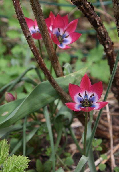 Tulipa pulchella