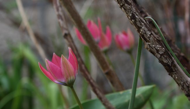 Tulipa pulchella