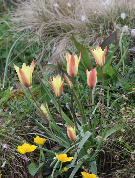 Tulipa clusiana chrysantha