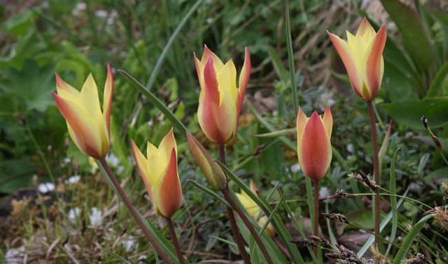 Tulipa clusiana chrysantha
