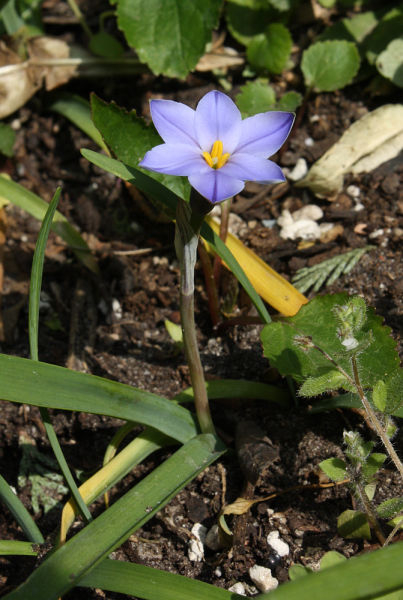 Ipheion ROLF FIEDLER