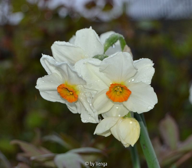 Narcissus cragford