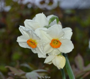 Narcissus cragford