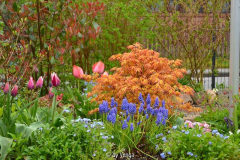 Acer