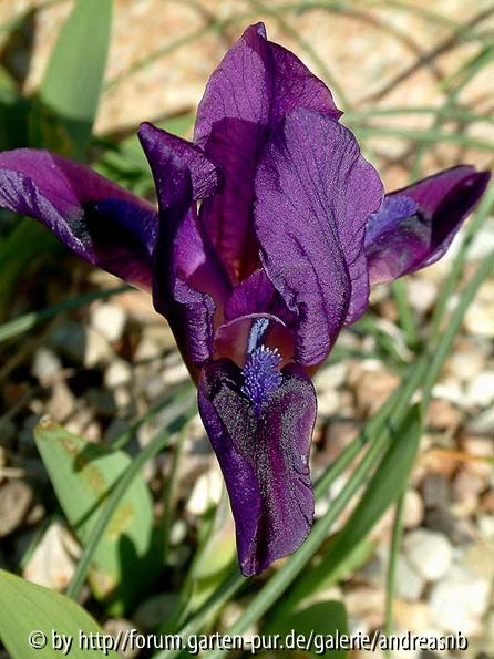 Iris pumila 1 (von GG)