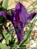 Iris pumila 1 (von GG)
