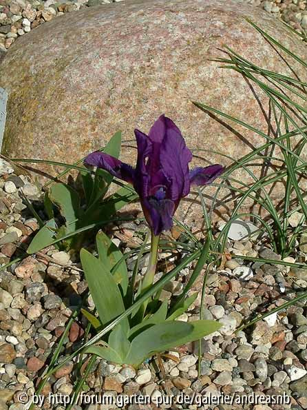 Iris pumila (von GG)