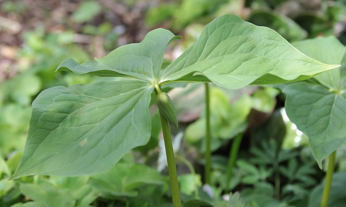 Trillium rugelii