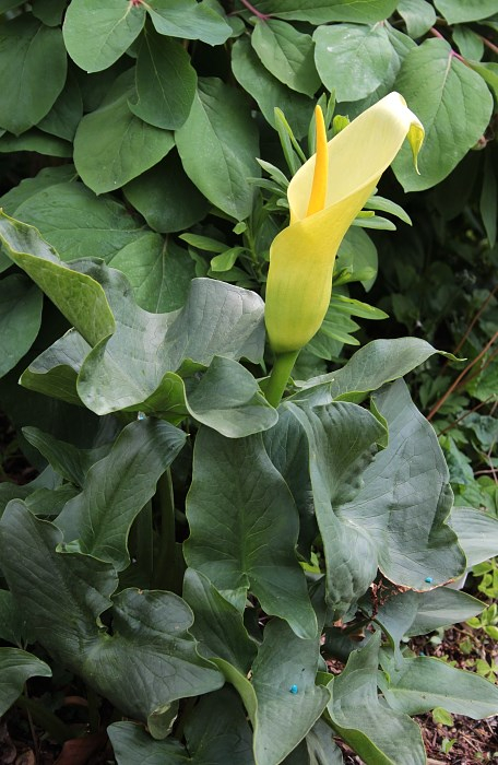 Arum creticum