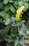 Arum creticum