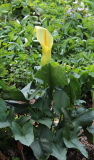Arum creticum