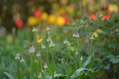 Allium Globemaster