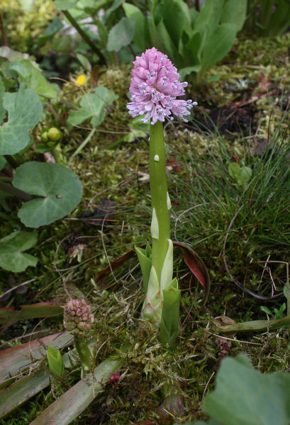 Helonias bullata