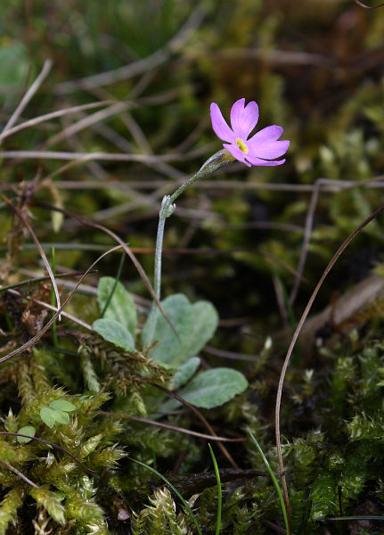 Helonias bullata