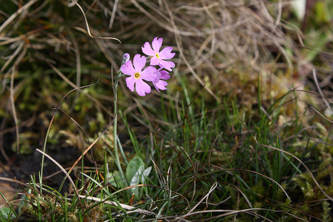 Primula frondosa