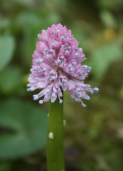 Helonias bullata