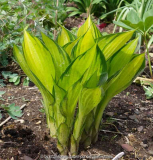 Hosta-Justine_15-1.jpg