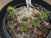 Pinus coulteri Germination April 2015