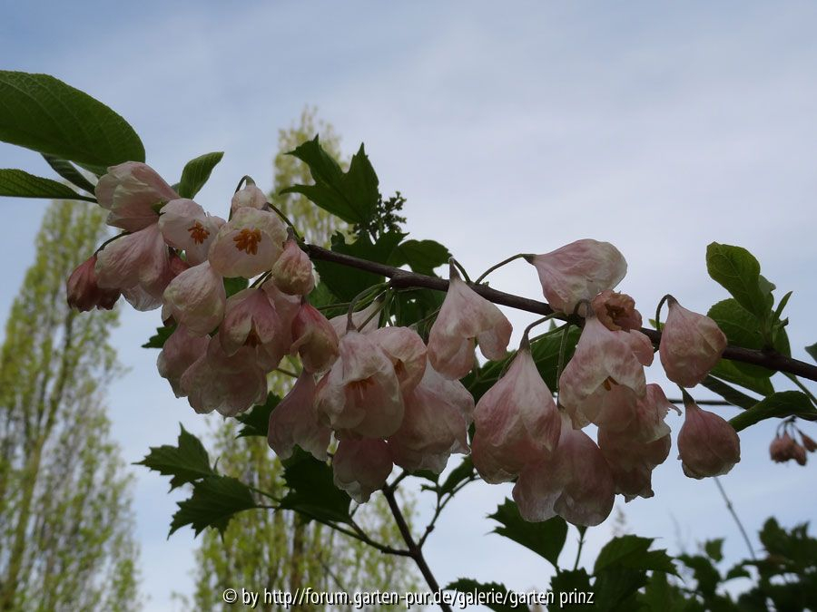 Halesia monticola var. vestita April 2015