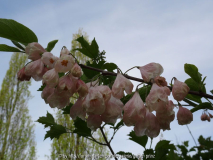 Halesia monticola var. vestita April 2015