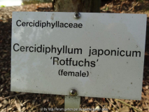Cercidiphyllum japonicum Rotfuchs N