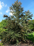 Cercidiphyllum japonicum Rotfuchs Boom