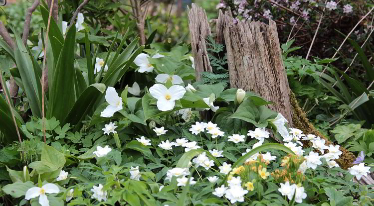 Trillium grandiflorum