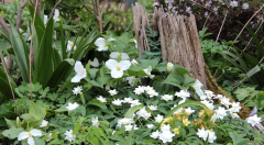 Trillium grandiflorum