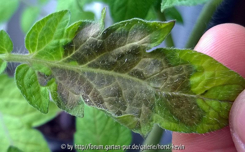 Tomate mit Flecken