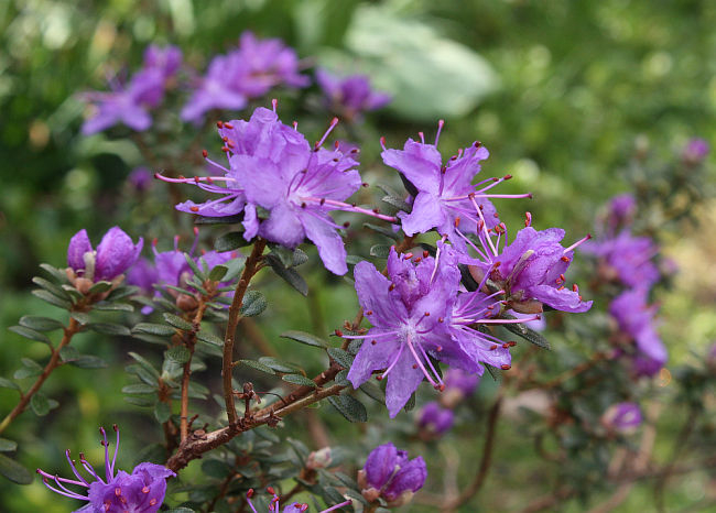 Rhododendron impeditum cult.