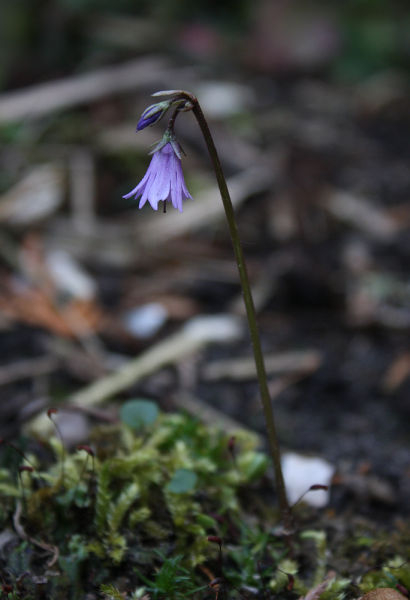 Soldanella carpatica