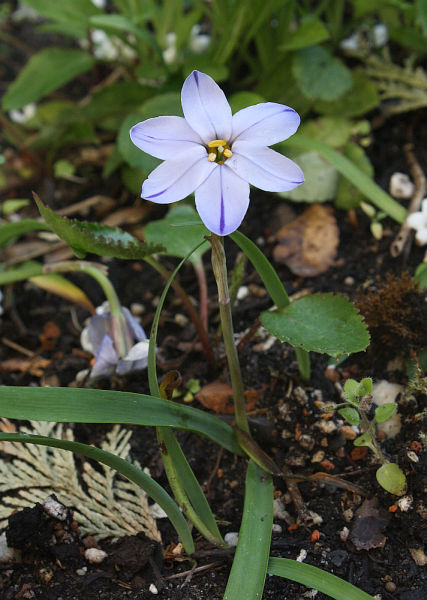 Ipheion ROLF FIEDLER